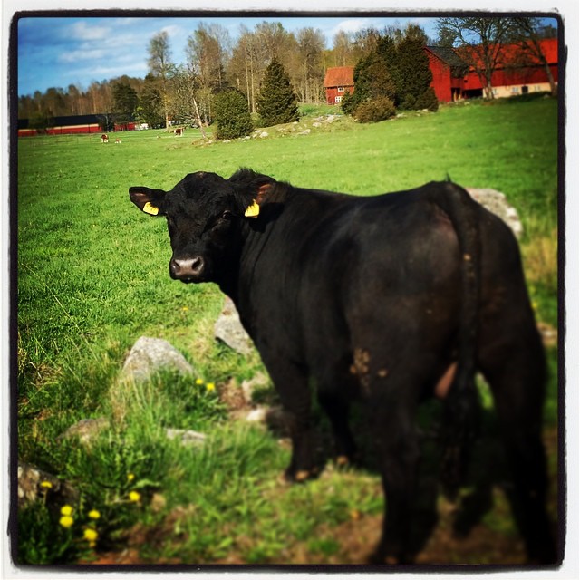 Nya tjuren Ferdinand har anlänt!