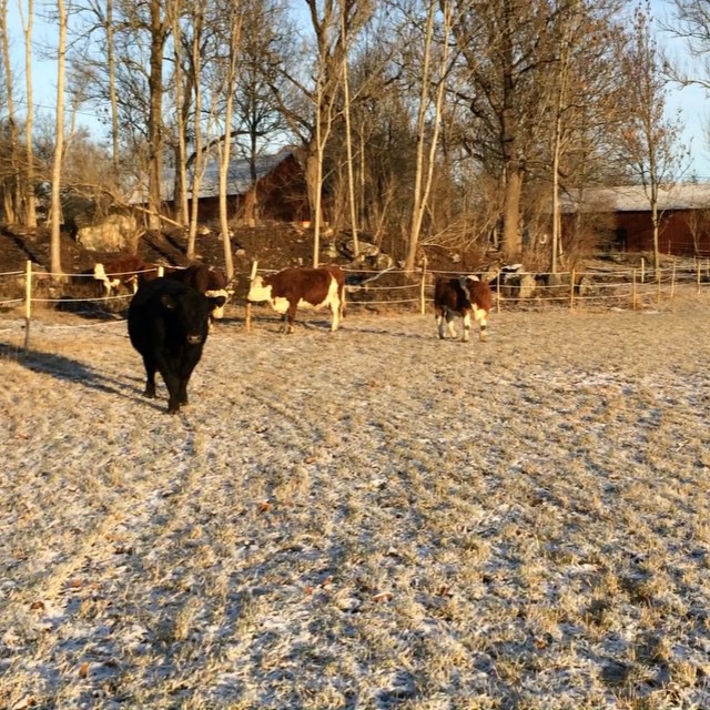 Hej tjuren Didrik!