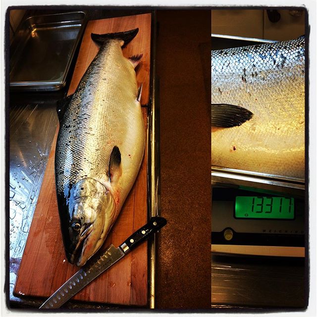 Fiskelycka! En stor lax fiskad av Jonas i Ålands hav, 13,3 kilo!
