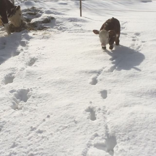 Messi i snön, ute för första gången!